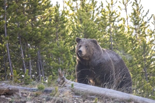 Grizzly bear attack reported in the Canadian province of British Columbia